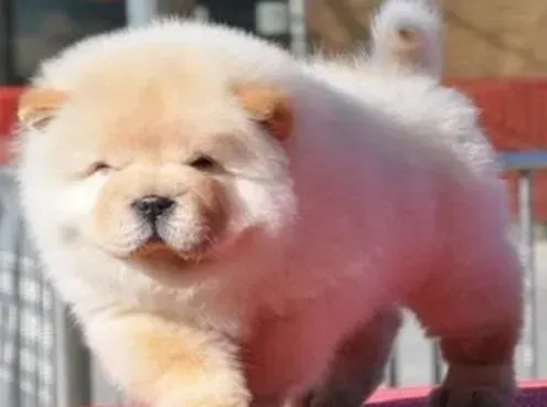 松狮犬|松狮犬最近眼睛红，前腿有点抖生病了吗