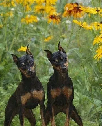 迷你杜宾犬好养吗 有很多东西都不能乱吃 | 杜宾犬