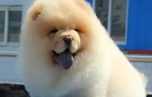 松狮犬|训斥松狮犬时不要直接呼叫它的名字