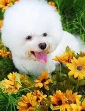 比熊犬|新手饲养比熊犬需要掌握的经验