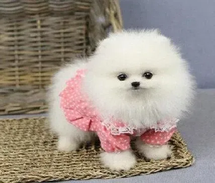 博美犬|如何科学的制止博美犬吃便便