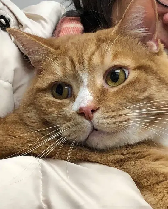 超委屈！三岁橘猫因为太粘人 惨遭主人弃养 | 猫