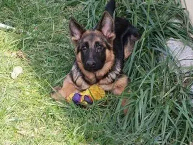 德国牧羊犬|老人怎样才能养好德国牧羊犬
