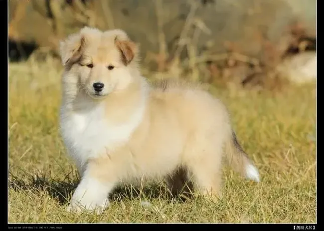 苏格兰牧羊犬|纠正苏格兰牧羊犬护食不伤和气的方法