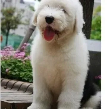 古代牧羊犬|古代牧羊犬每天都拉水的原因和治疗方法