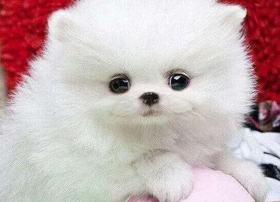 博美犬|处于妊娠期的博美犬可以这样养