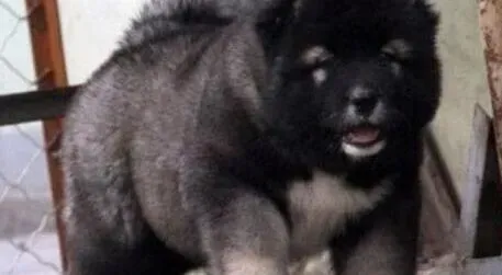高加索犬|高加索犬最近总拉肚子应如何治愈