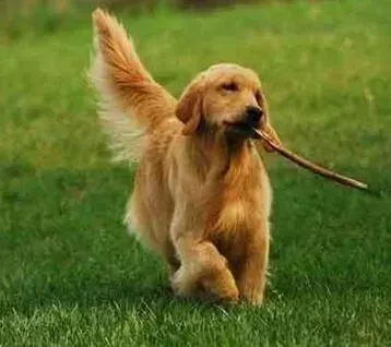 金毛|生理常识 金毛犬的呼吸系统特征大讲解