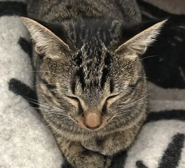 想要跟猫主子一起上班 现实根本不是一回事啊 | 猫