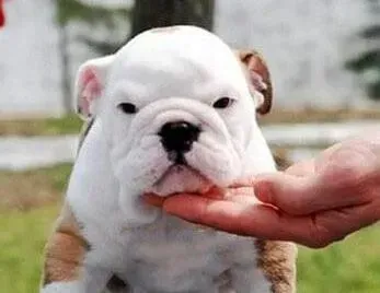 英国斗牛犬|斗牛犬身上长脓包，请问医生怎么治疗