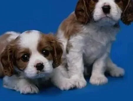 可卡犬|最近可卡犬要换狗粮了请问什么狗粮比较好呢