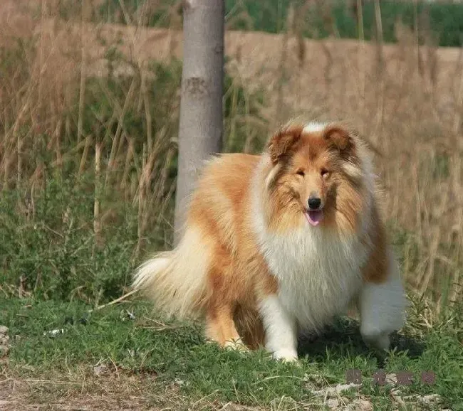 喜乐蒂|什么样的狗粮喜乐蒂犬吃了最好