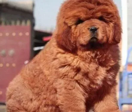 藏獒|主人要怎样看待有着丰富表情的藏獒
