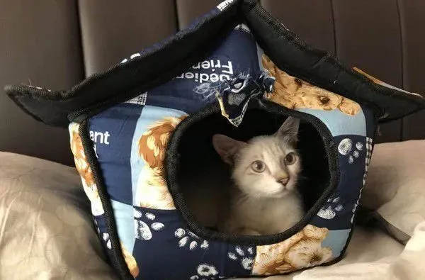 街头浪喵被好心男子收编 成功蜕变绝世美猫 | 猫