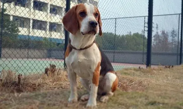 比格犬|专业清洁 挑选比格犬沐浴露时避免两大误区