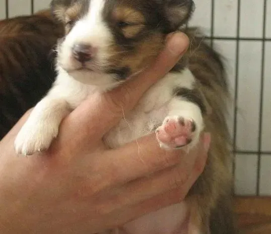 喜乐蒂|刚出生未满月喜乐蒂的饲养方法