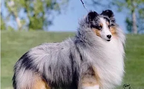 喜乐蒂牧羊犬最大能长多少斤 六至十二公斤 | 喜乐蒂牧羊犬