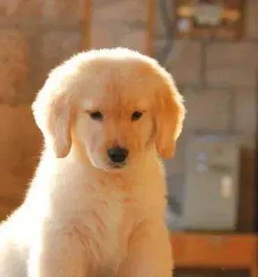 金毛|金毛犬拉黑绿色便便是什么情况