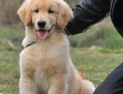 金毛|金毛犬最近出现干咳现象是为什么