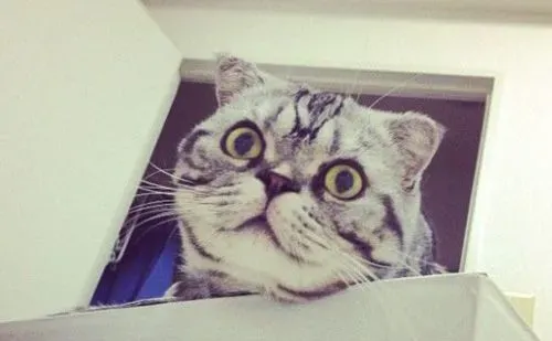 折耳猫吃什么猫粮好 了解成分是关键 | 折耳猫