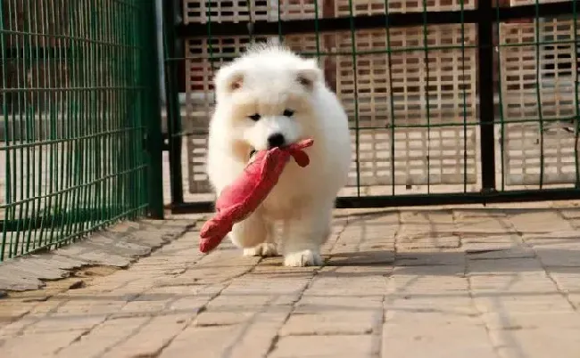 萨摩耶|为萨摩耶幼犬洗澡的温水把握与清洗细节问题