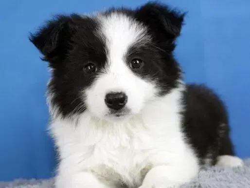 边境牧羊犬|边境牧羊犬总是干咳干呕吃什么药物好的快