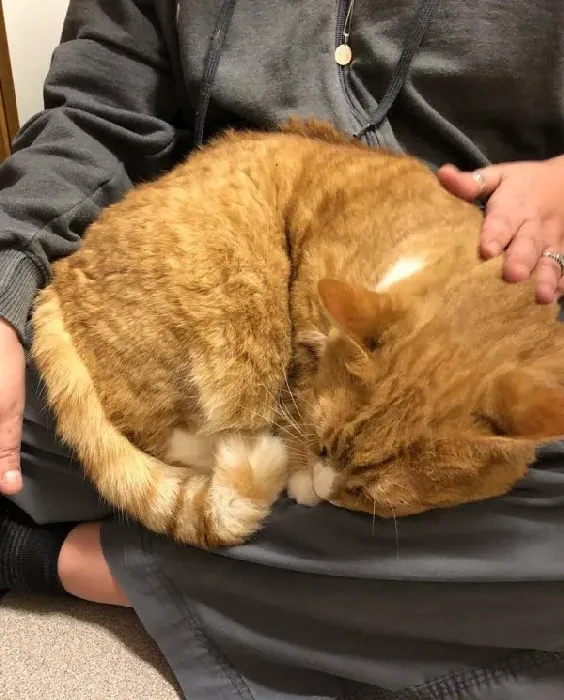 超委屈！三岁橘猫因为太粘人 惨遭主人弃养 | 猫