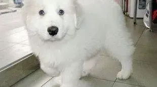 大白熊犬|大白熊犬刚打完第一针疫苗，出现不良反应怎么办