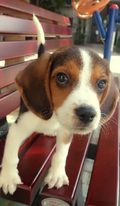 比格犬|运动健将告诉你如何科学的带比格犬运动