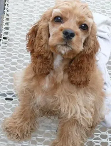 可卡犬|乐趣无穷 巧妙训练可卡犬