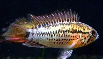 斑点短鲷怎么养 注意不可过度喂食