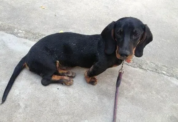 腊肠犬|美丽达人 腊肠犬美容需要哪些步骤