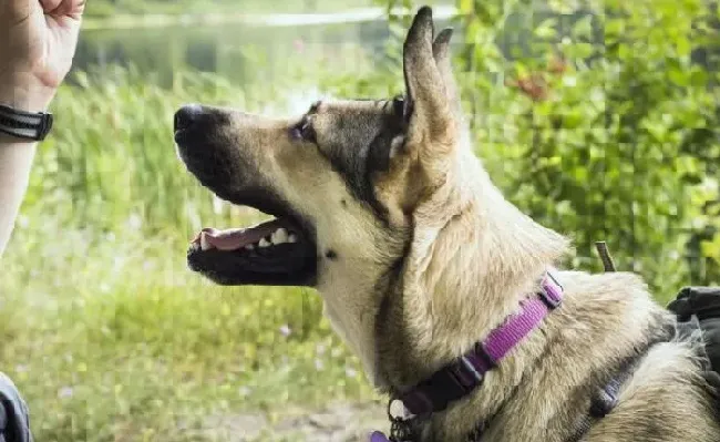 德国牧羊犬|家里德国牧羊犬叫都叫不来！是天生的叛逆吗