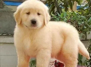 金毛|关于金毛犬内心世界的完美诠释