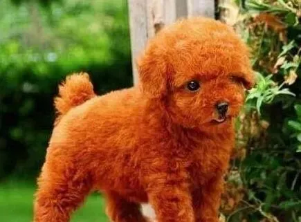 贵宾犬|母犬奶水不足 小贵宾犬多大能吃狗粮
