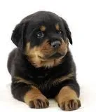 罗威纳犬|罗威纳犬怎么养才健康