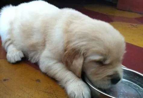  如何养狗狗 狗狗吃饭以不锈碗最合适 | 狗狗