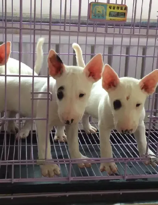 牛头梗|怎样避免牛头梗精神萎靡