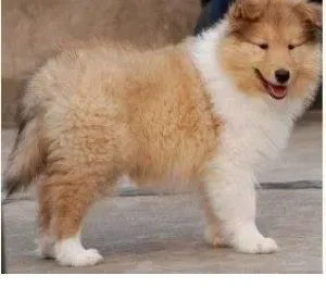苏格兰牧羊犬|最健康合理的苏格兰牧羊犬饮食小攻略