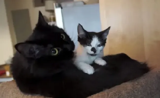 猫咪兄弟档感情超好 放弃猫搭台也要窝一起 | 猫