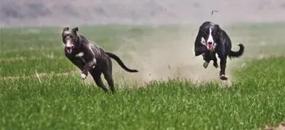 格力犬|格力犬驱虫后没力气，没精神没事吧