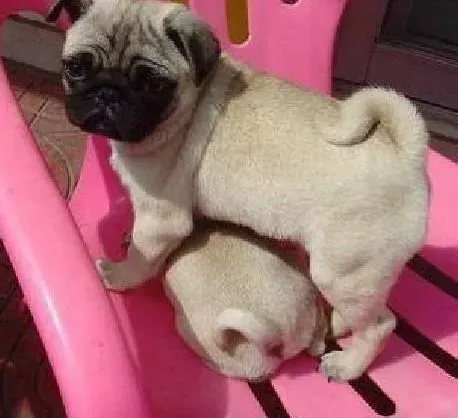 巴哥犬|巴哥犬剃完毛发后，有白癣是什么症状