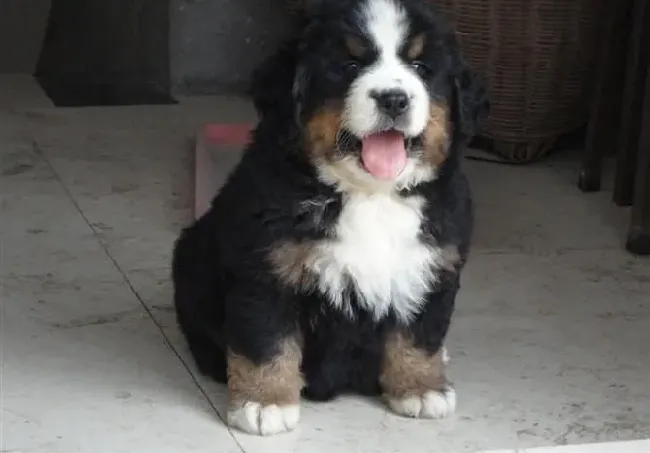 伯恩山犬|健康营养 优秀的狗粮对伯恩山犬有哪些影响
