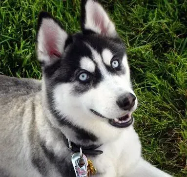 哈士奇|好犬养成计划 训练哈士奇要把握好技巧