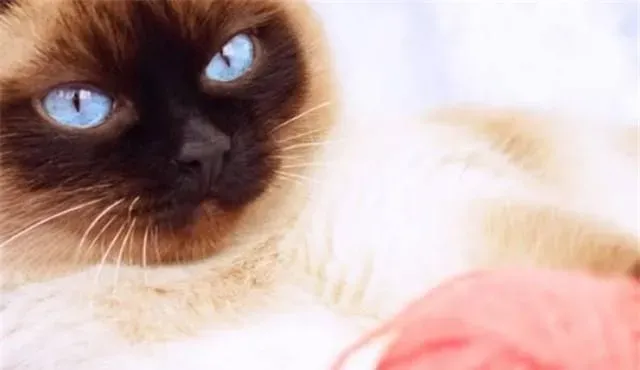 暹罗猫可以跟其他猫养吗 暹罗猫可以和其他猫一起养的理由 | 暹罗猫