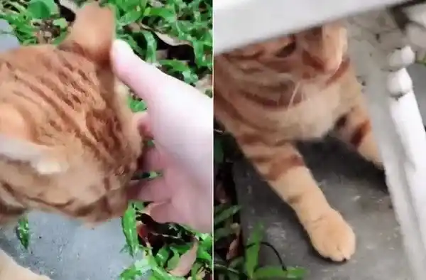 每天跑来约会 小橘猫卸下新防变撒娇鬼 | 猫