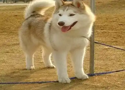 哈士奇|制止哈士奇扑人的两种方法