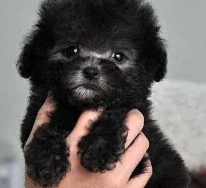 泰迪犬|如何让老去的泰迪犬安度晚年