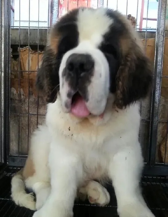 圣伯纳犬|科学锻炼圣伯纳犬要注意的4点内容