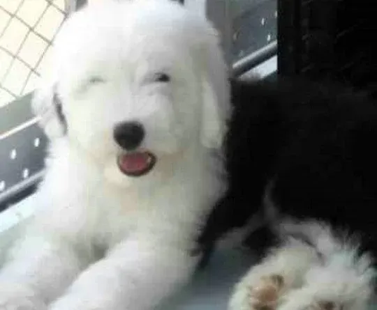 古代牧羊犬|古代牧羊犬吃完狗粮就吐是为什么